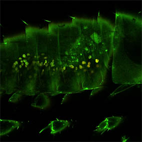 Muestra de la bacteria ‘Blattabacterium cuenoti’.